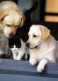 Bora, kitten and Eden :)